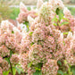 Lavalamp Moonrock Hydrangea