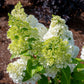 Lavalamp Moonrock Hydrangea