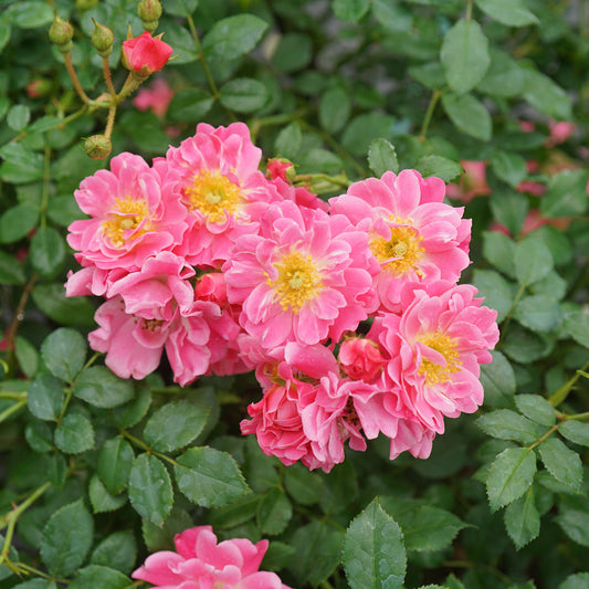 Oso Easy Double Pink Rose
