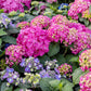 Summer Crush Hydrangea