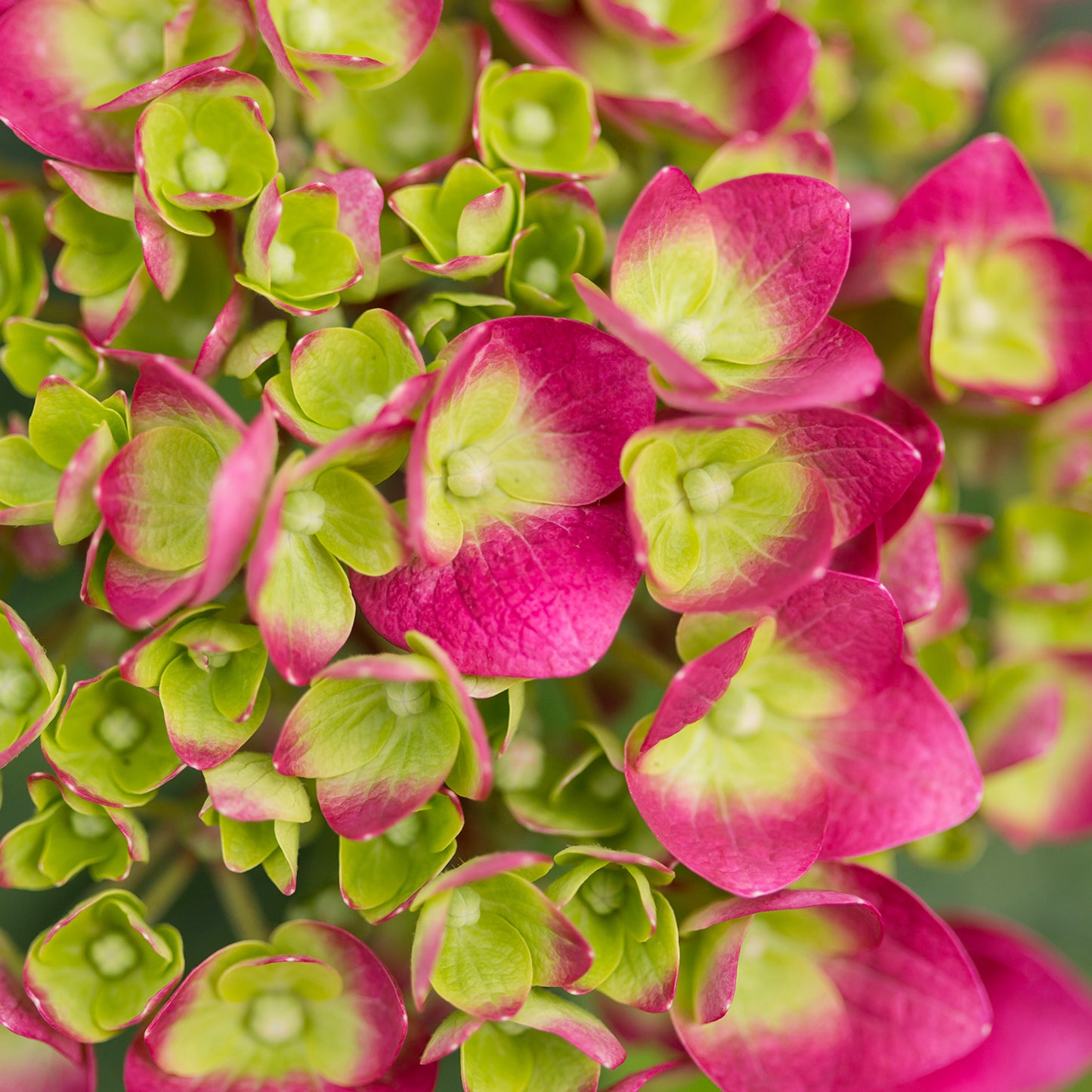 Summer Crush Hydrangea