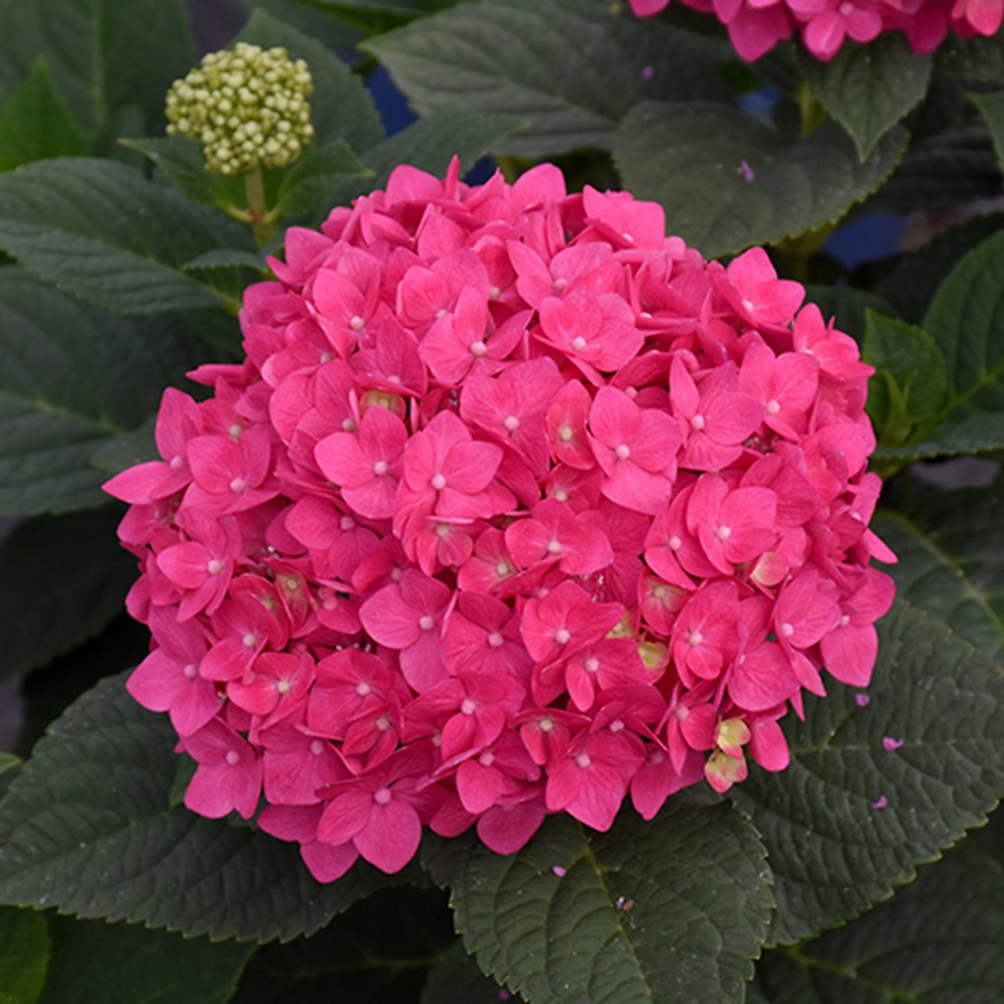 Summer Crush Hydrangea