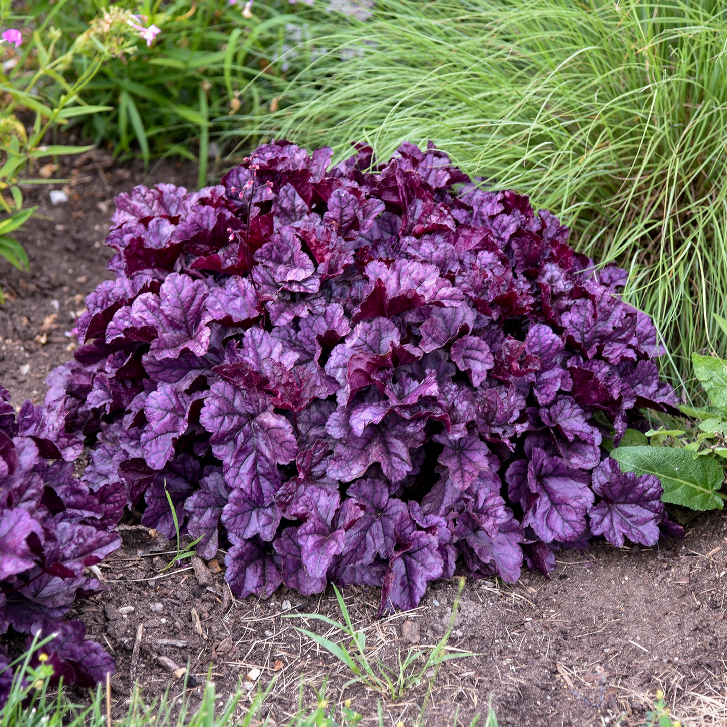 Wildberry Coral Bells