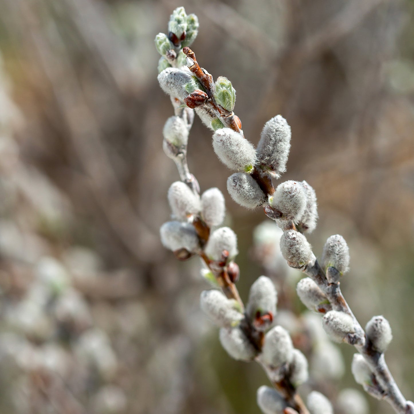 Sageleaf Willow