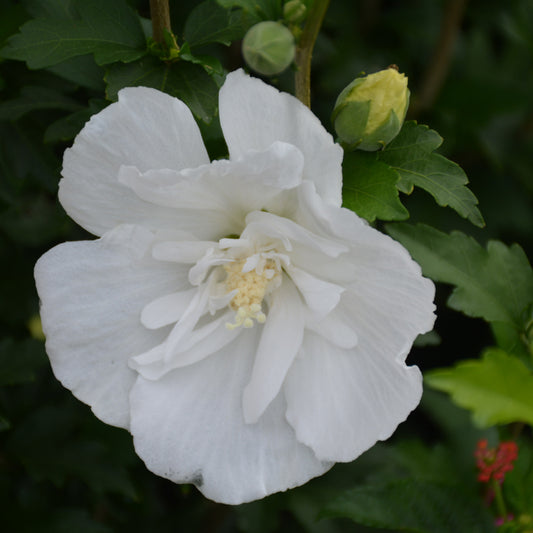 White Pillar Rose Of Sharon