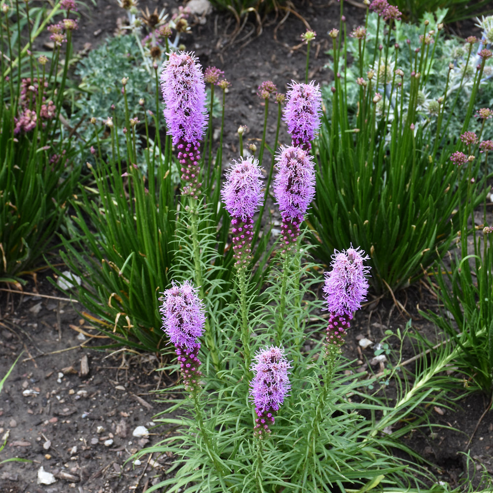 Blazing Star Gayfeather