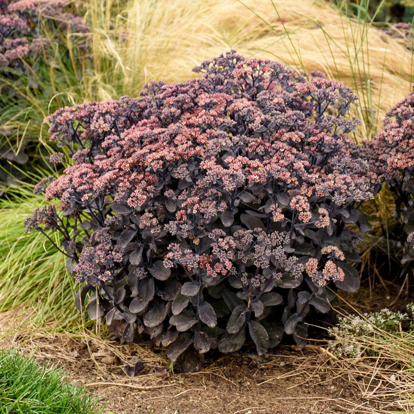 Back In Black Sedum