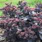 Back In Black Sedum