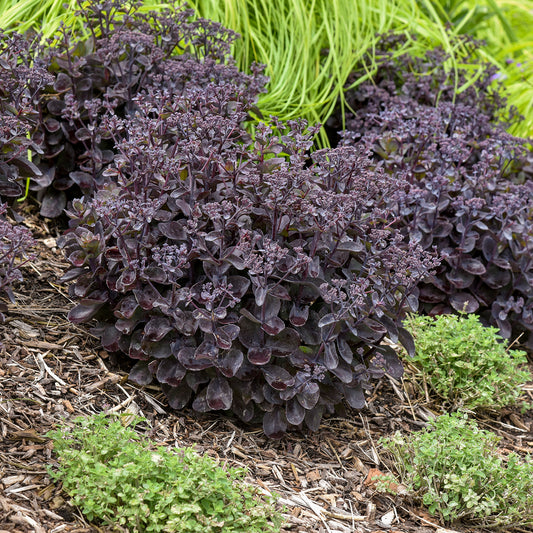 Back In Black Sedum