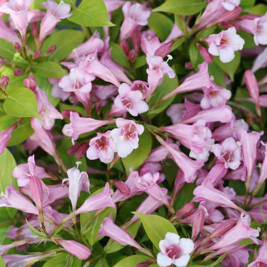 Snippet Lime Weigela