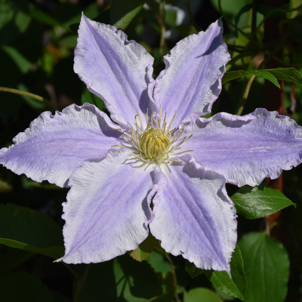 Vancouver Sea Breeze Clematis