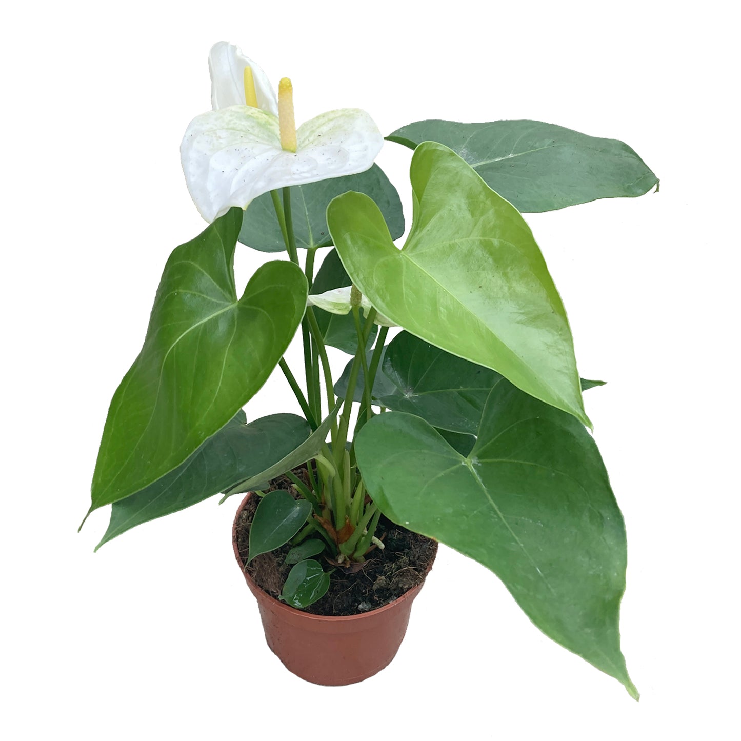 Anthurium white