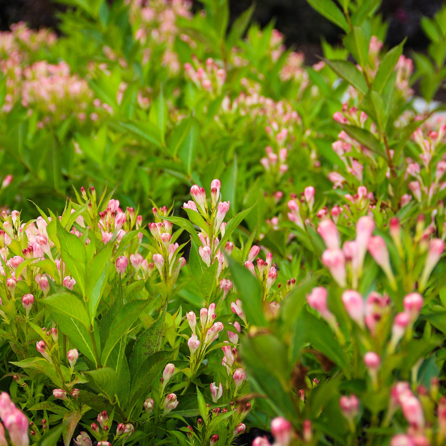 Peach Kisses Weigela – Connon Nurseries Inc.