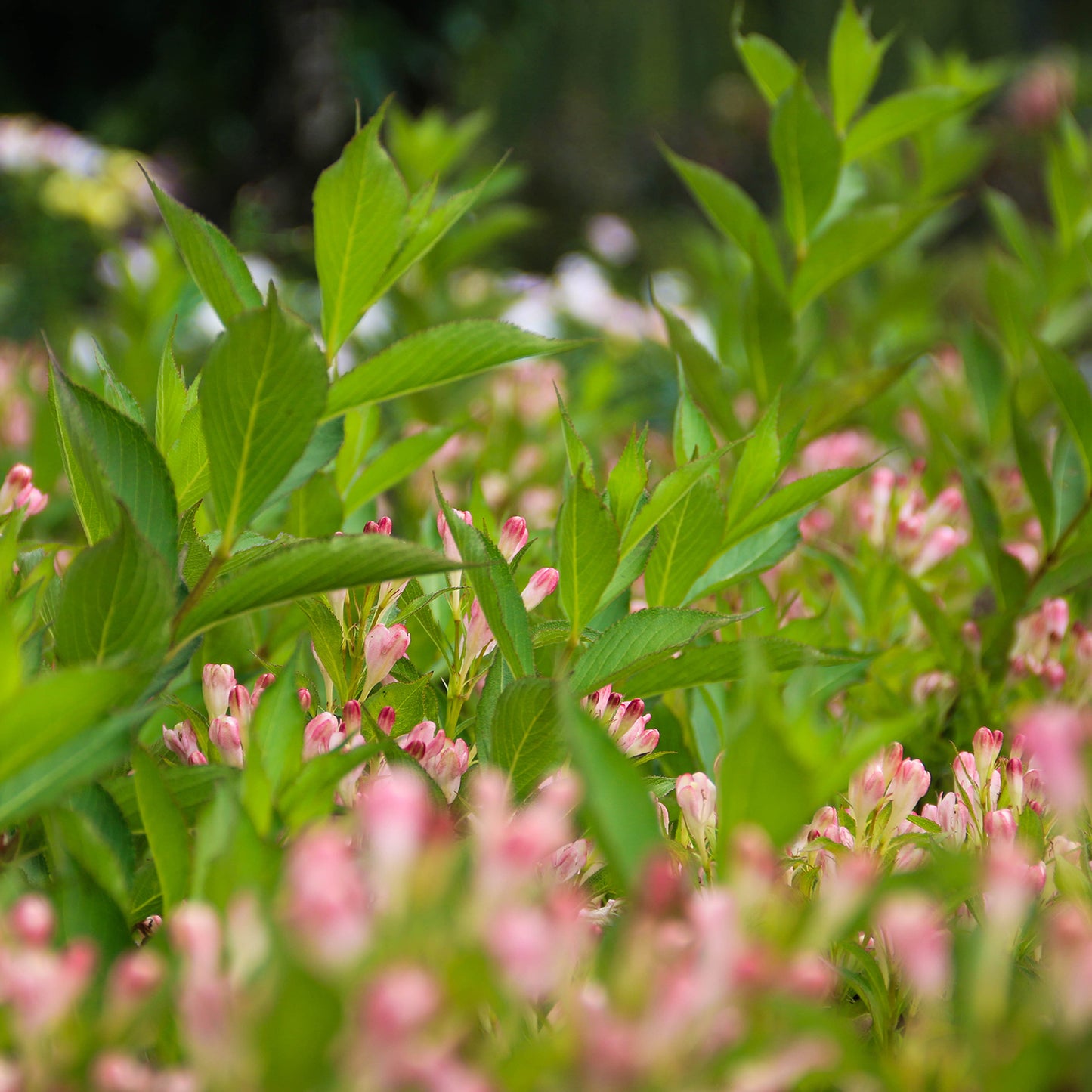 Peach Kisses Weigela – Connon Nurseries Inc.