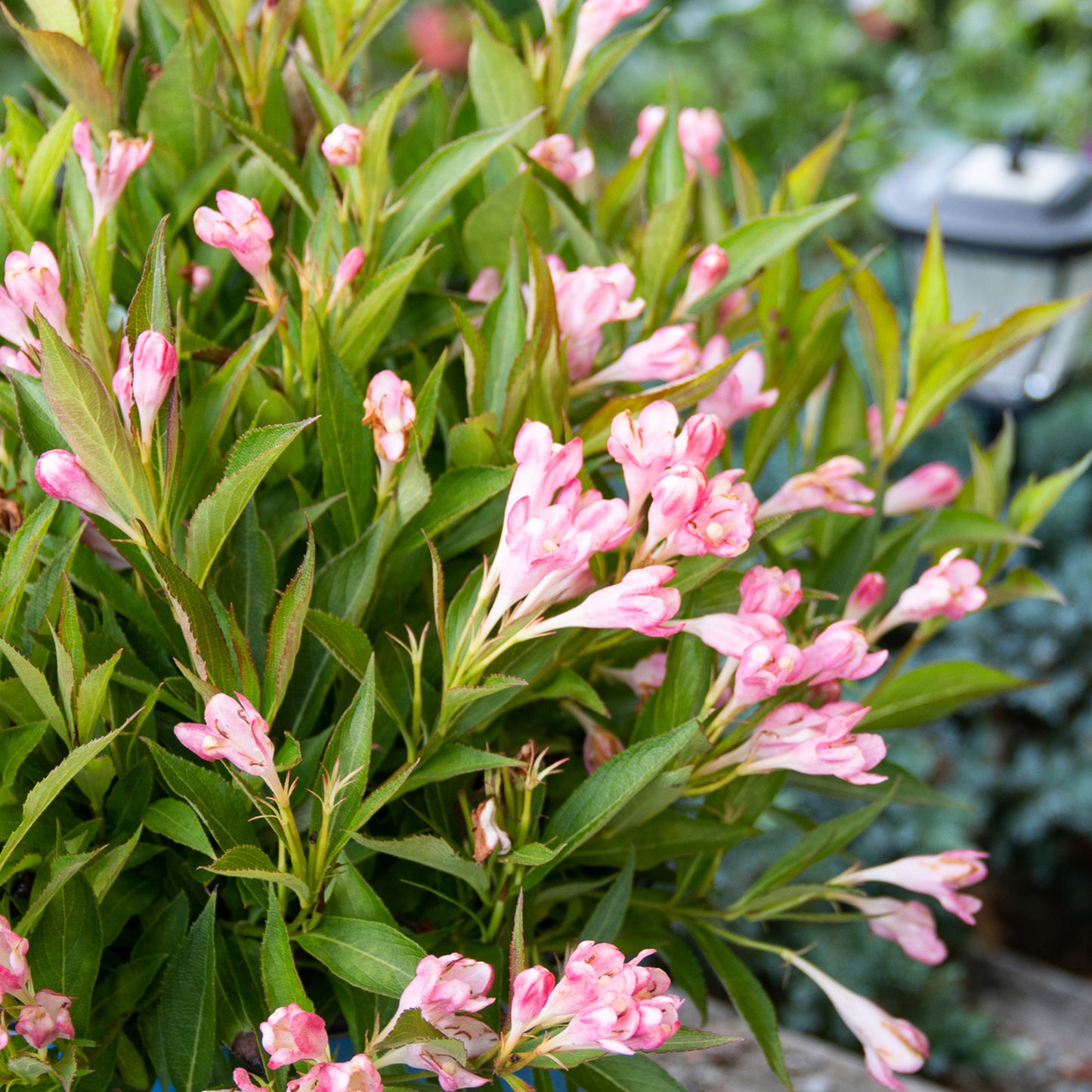 Peach Kisses Weigela