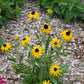 American Gold Rush Black Eyed Susan