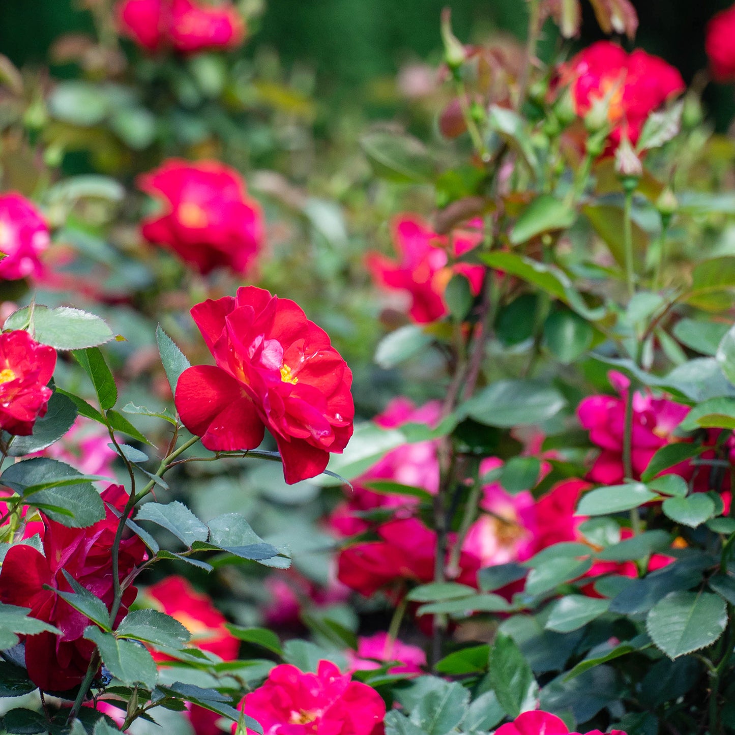 Cinnamon Hearts Rose