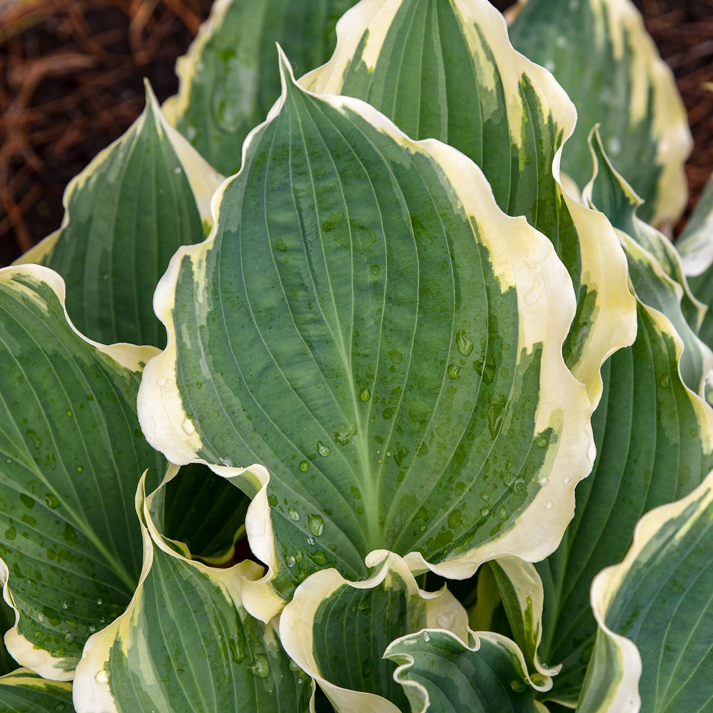 Hope Springs Eternal Hosta