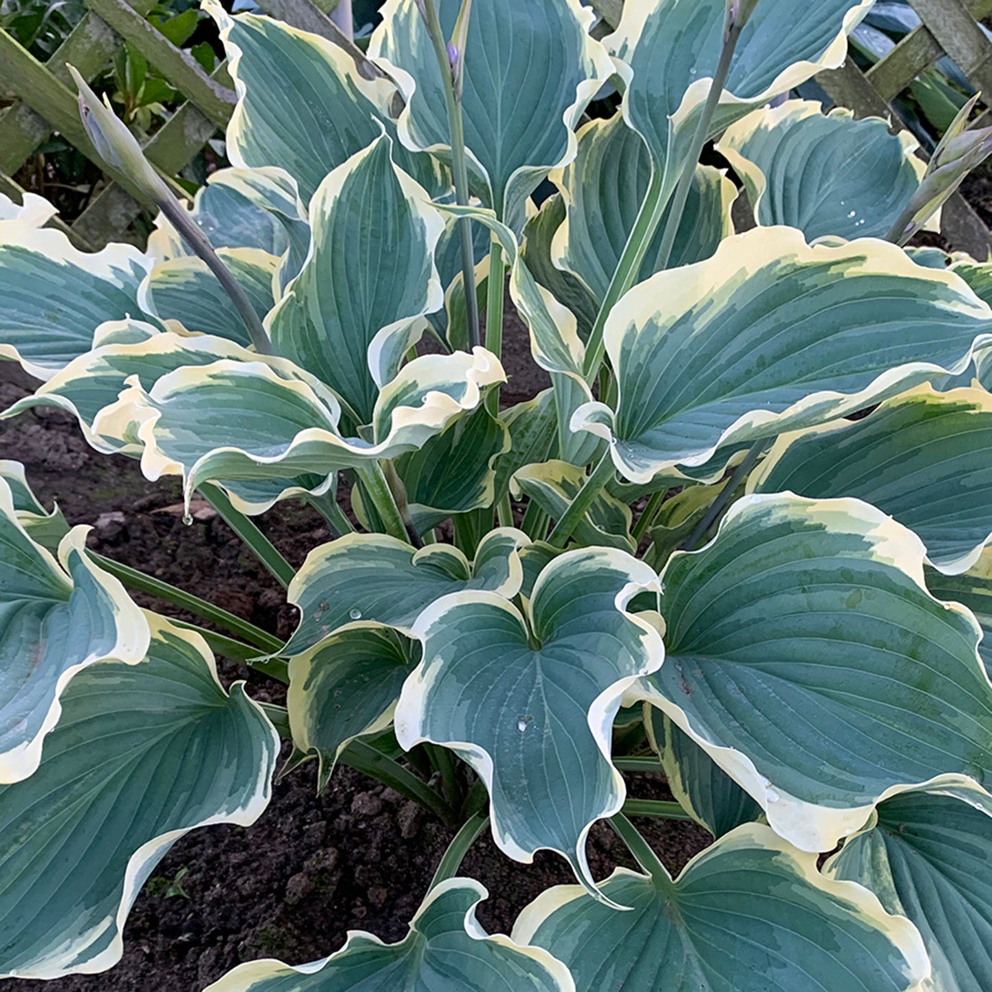 Hope Springs Eternal Hosta