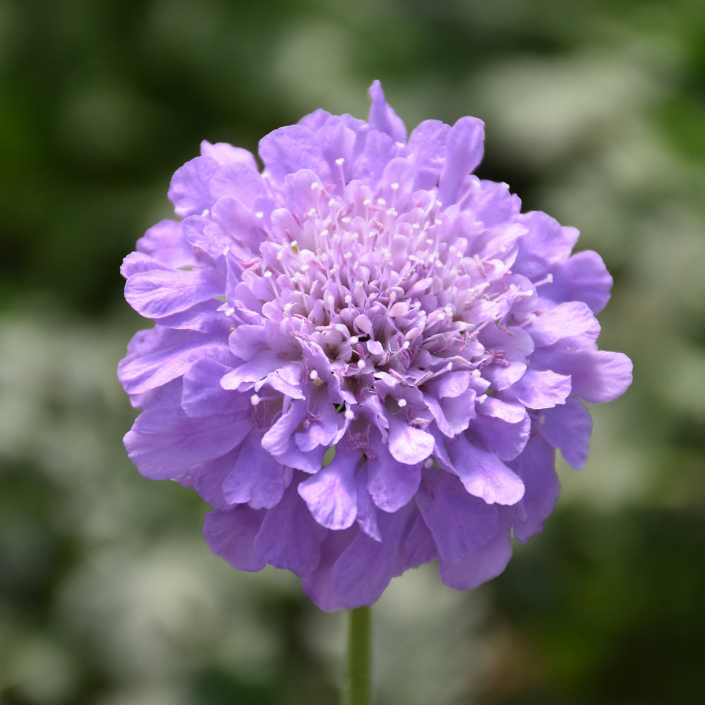 Flutter Deep Blue Pincushion