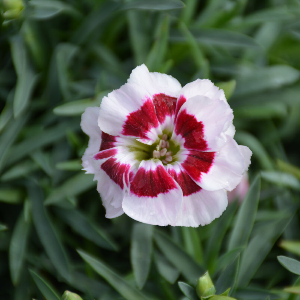 Kiss & Tell Dianthus