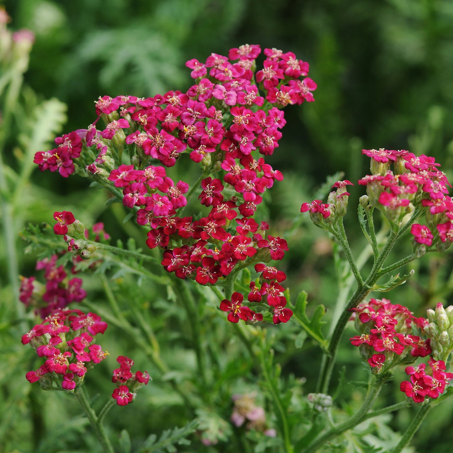 New Vintage Red Yarrow