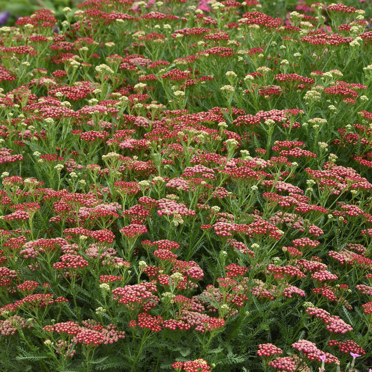 New Vintage Red Yarrow