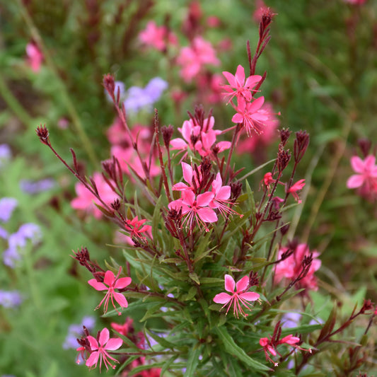 Dark Pink Whirling Butterflies