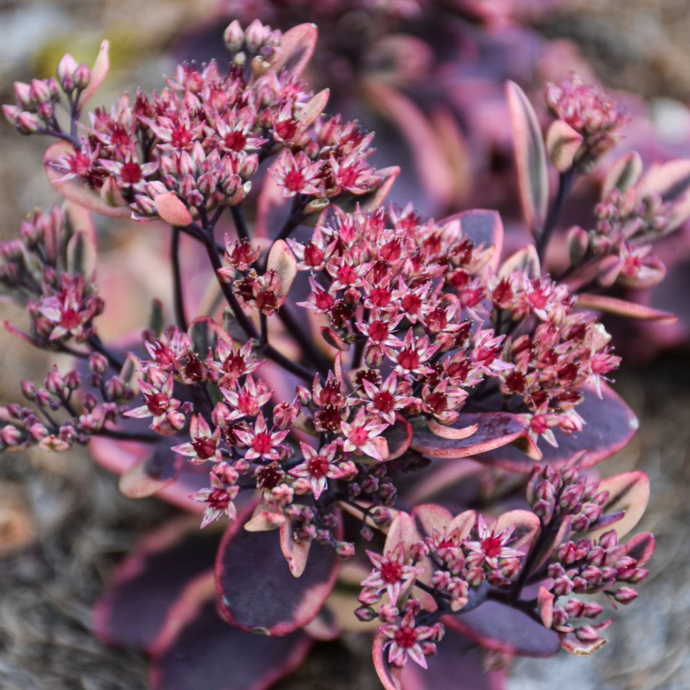 Dazzling Dynamite Sedum