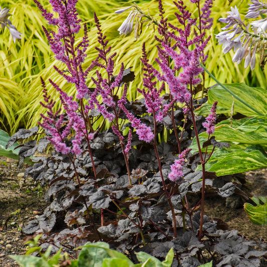 Dark Side of The Moon Astilbe