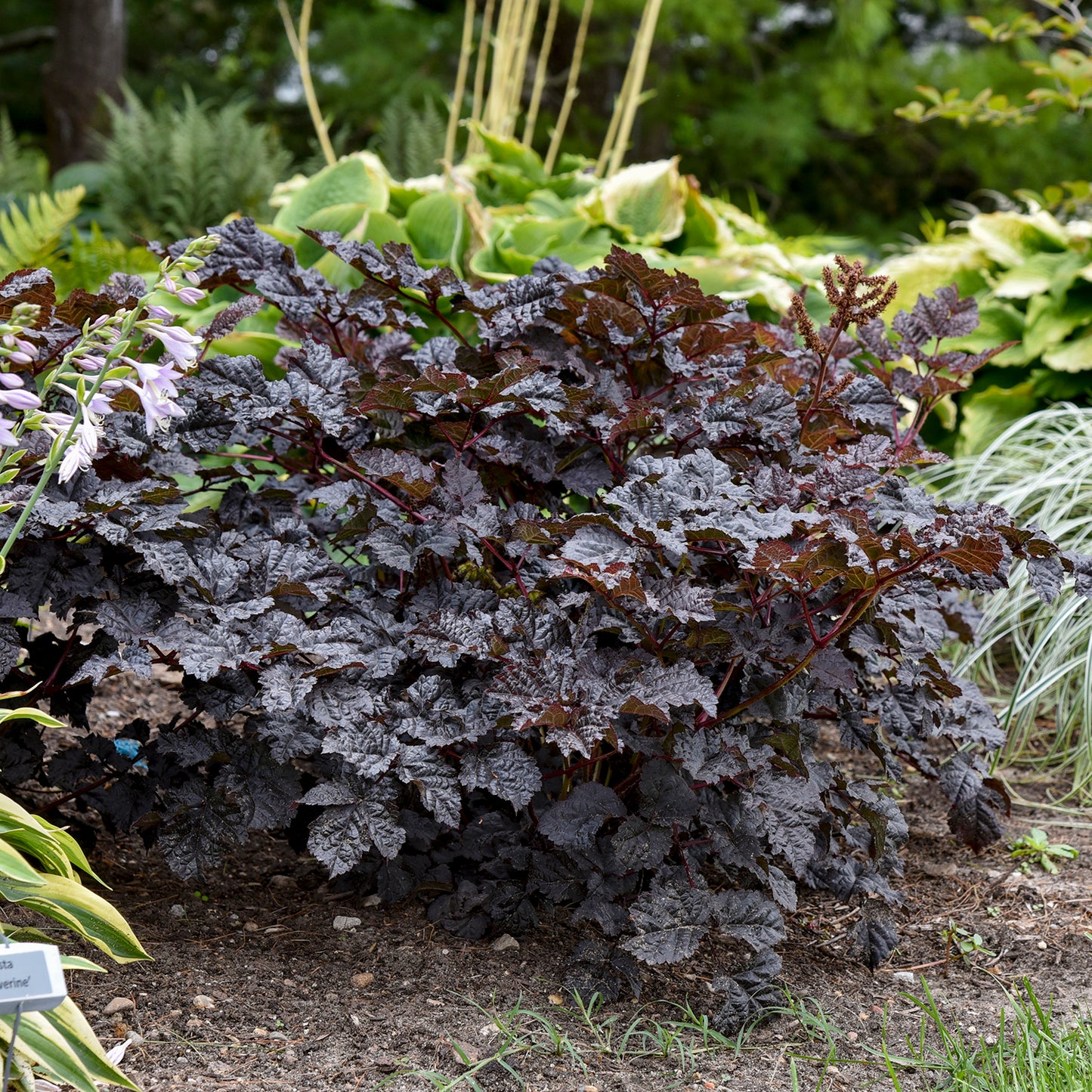 Dark Side of The Moon Astilbe