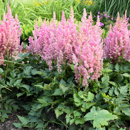 Little Vision In Pink Astilbe