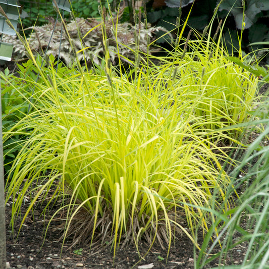 Bowles Golden Sedge