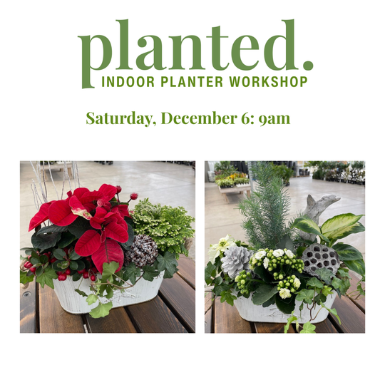 Indoor Winter Arrangement Workshop Dec 6: 9am