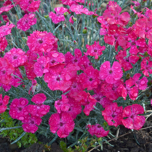 Paint The Town Magenta Dianthus