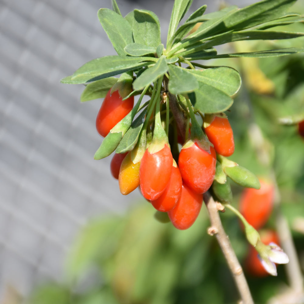 Firecracker Goji Berry