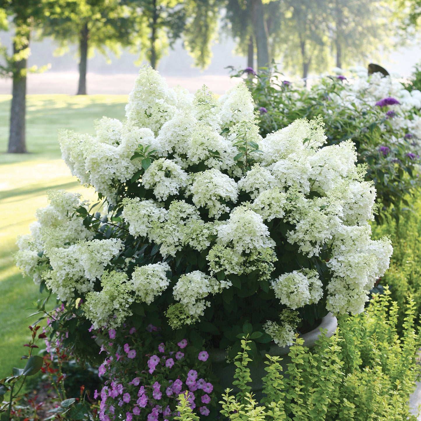 Bobo Hydrangea