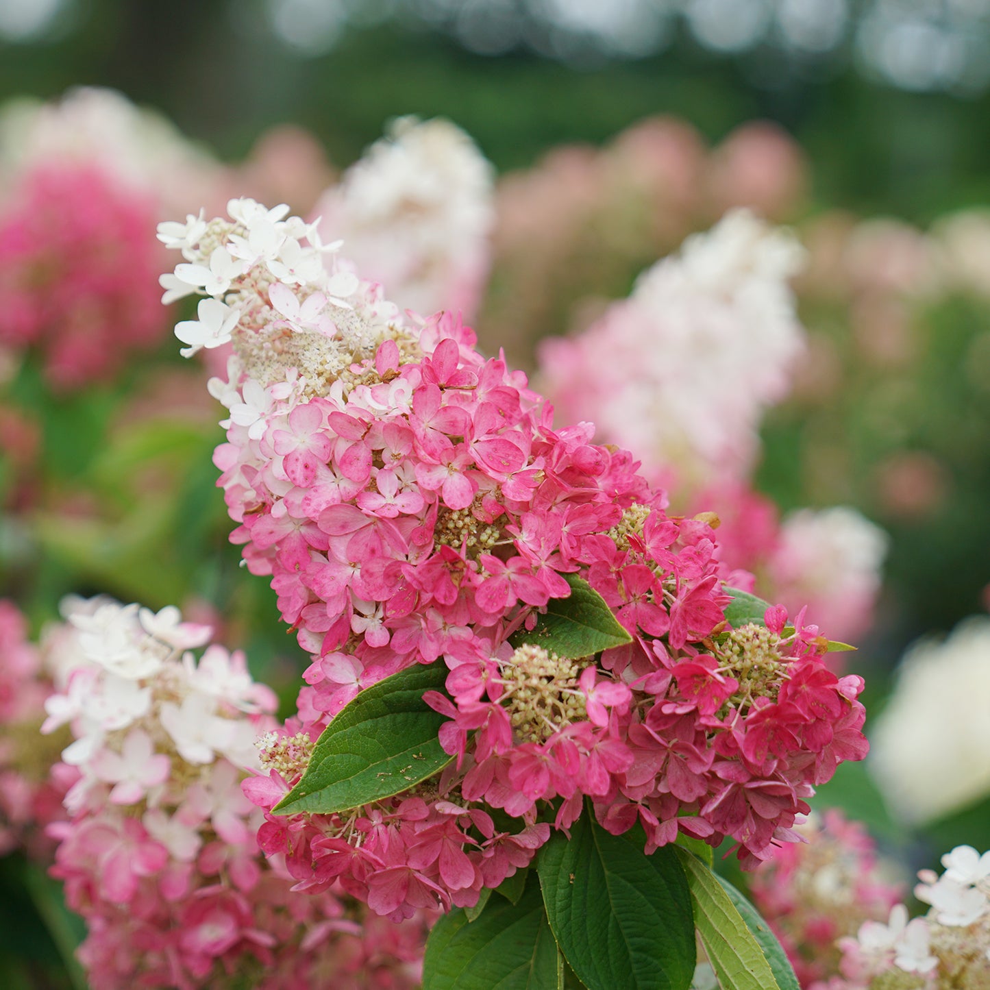 Pinky Winky Hydrangea