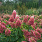 Pinky Winky Hydrangea