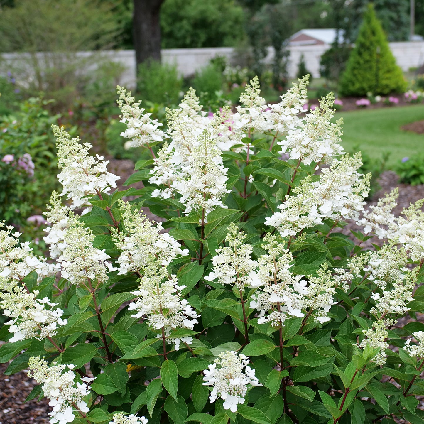 Pinky Winky Hydrangea