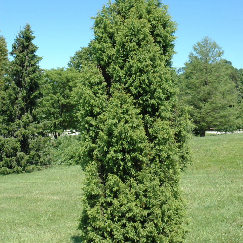 Pencil Point Juniper