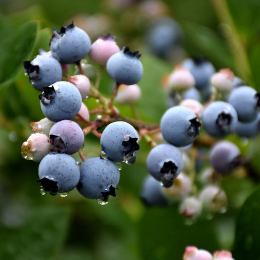 Blue Crop Blueberry