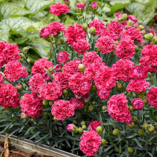 Raspberry Ruffles Dianthus