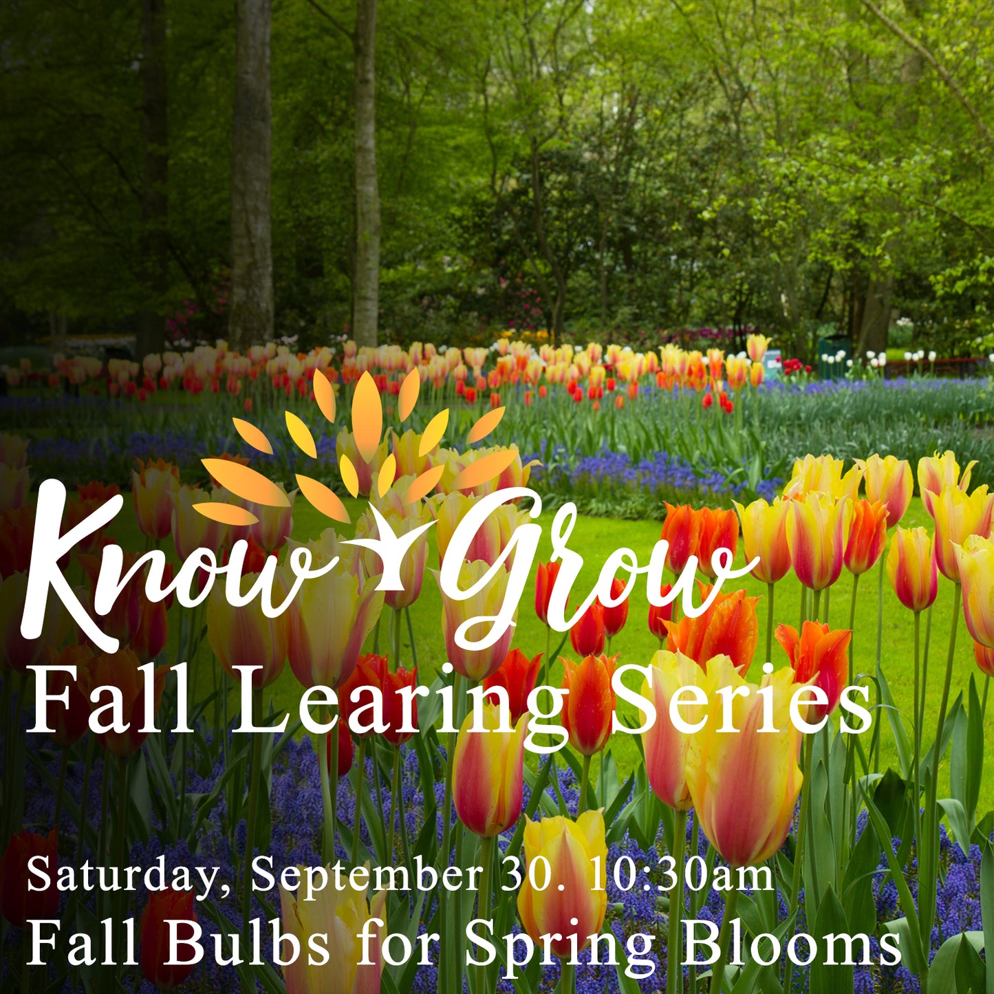 Fall Bulbs for Spring Blooms Newmarket