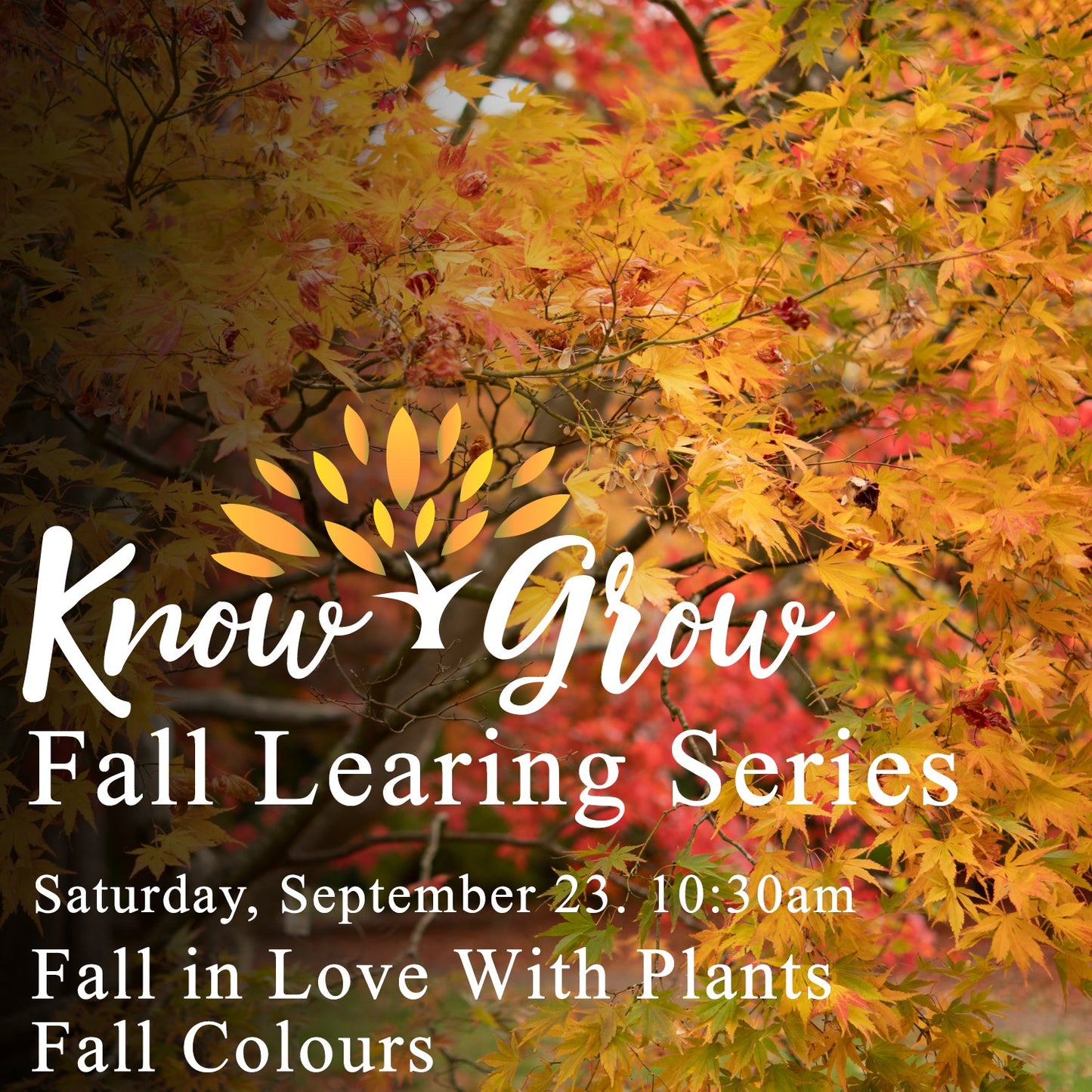 Fall in Love With Plants: Fall Colours Trenton