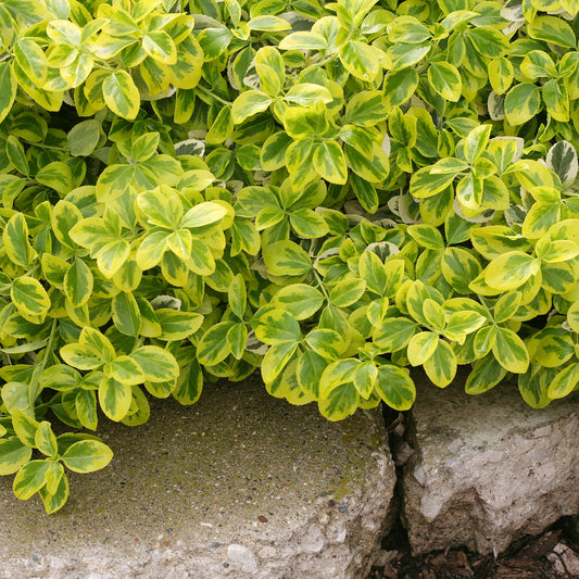 Gold Splash Euonymus