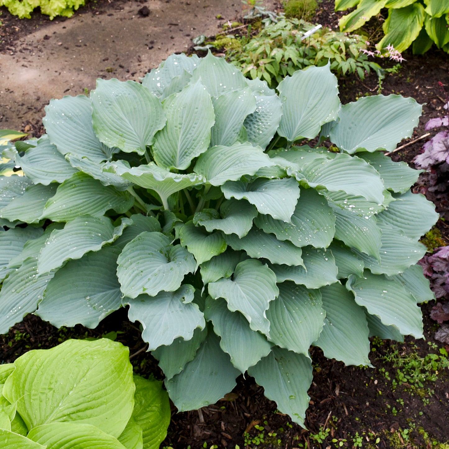 Diamond Lake Hosta