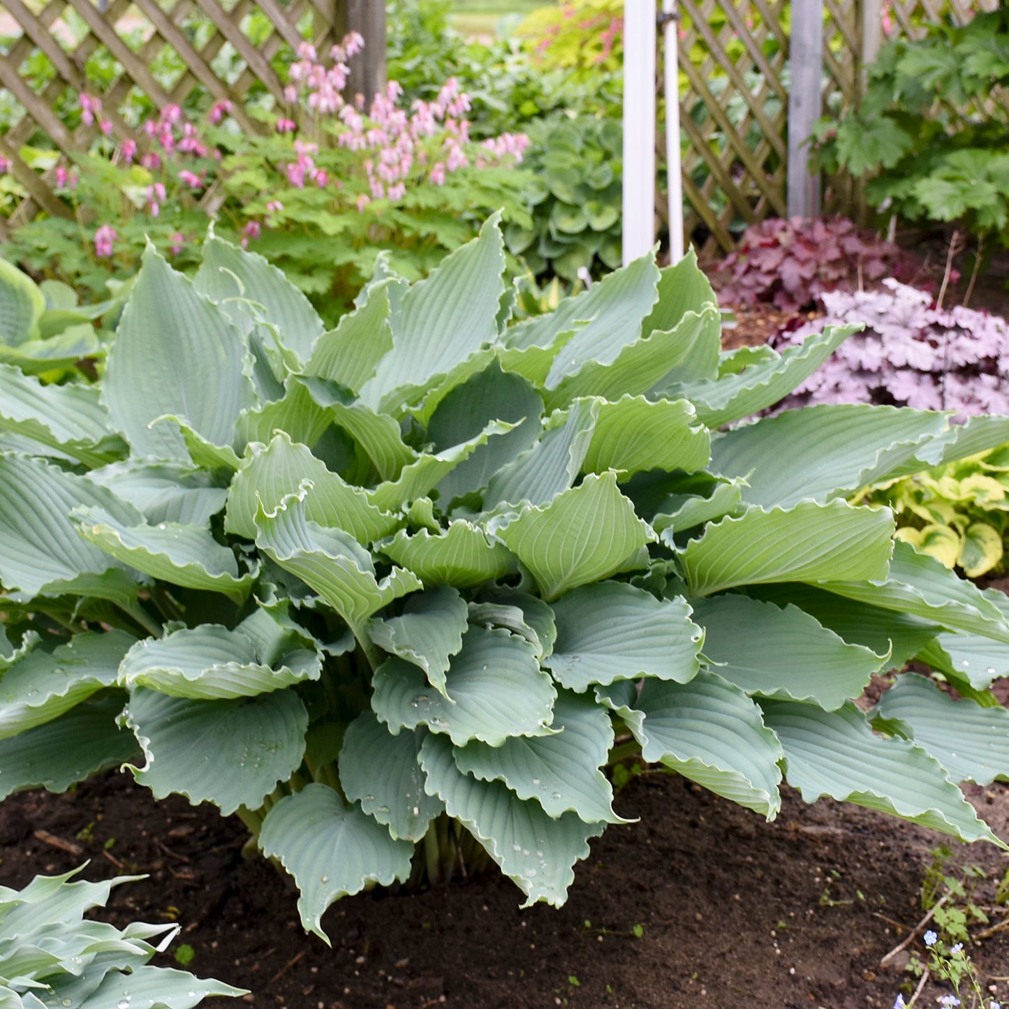 Diamond Lake Hosta