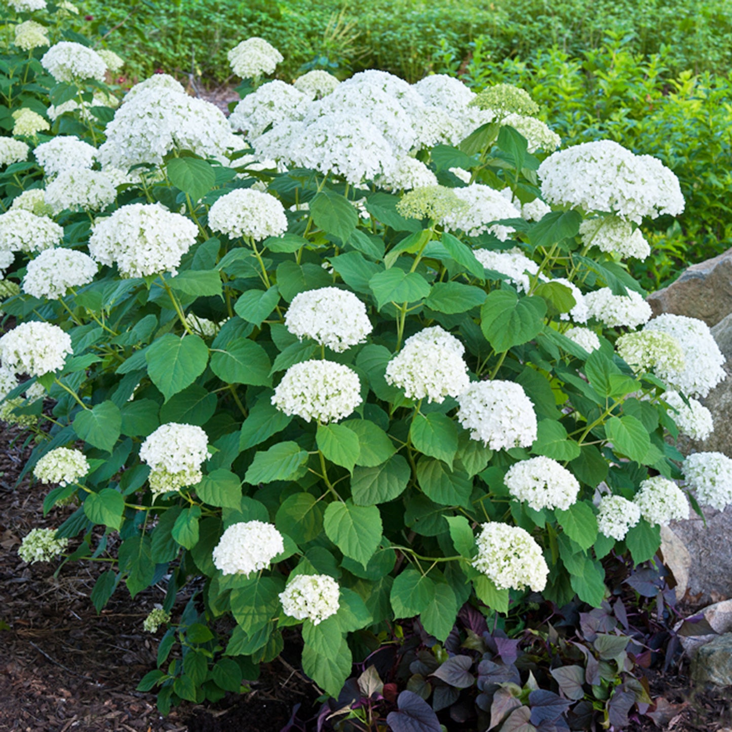 Incrediball Hydrangea