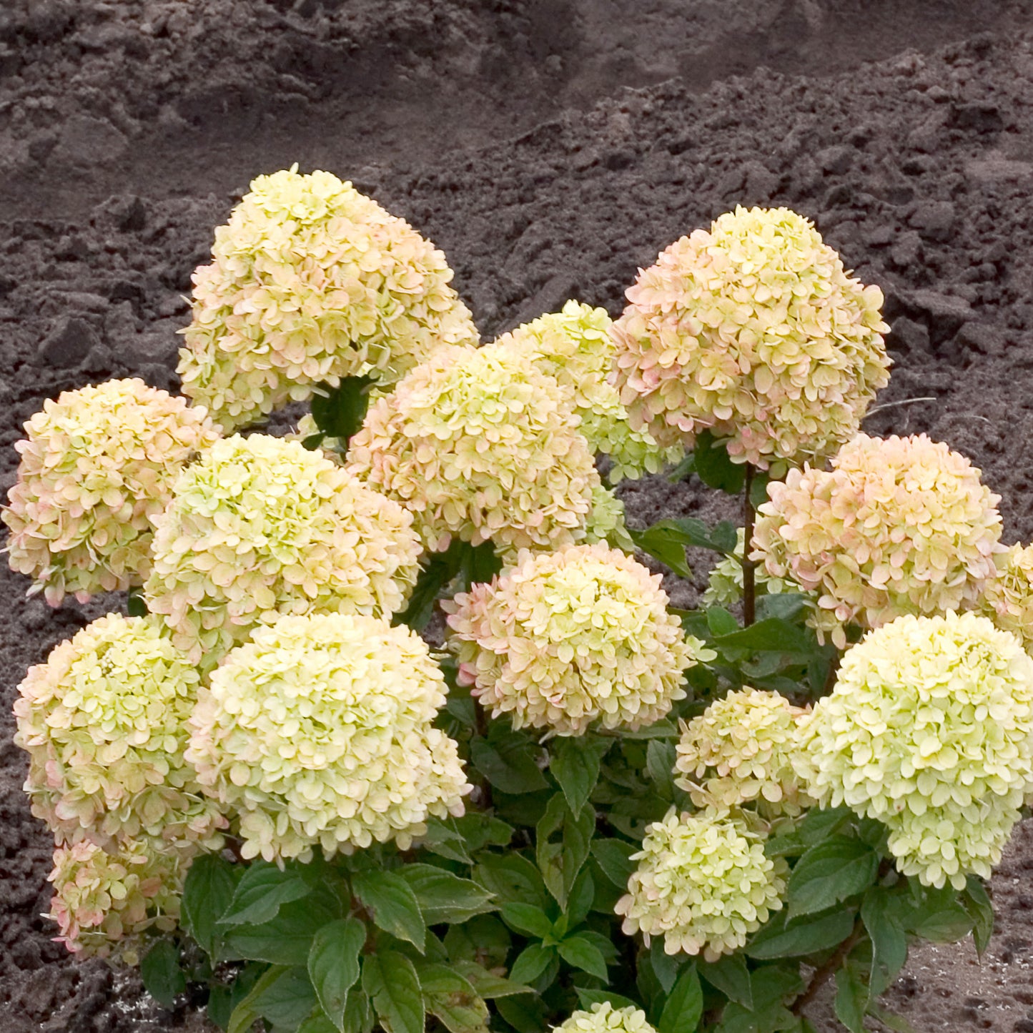 Little Lime Hydrangea